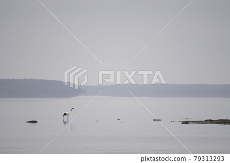 Lake Furen Japanese crane 79313293