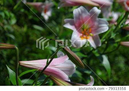 Yuri and dragonfly 79313358