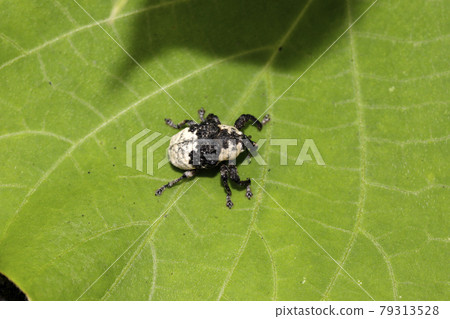  牛蛙豆象鼻蟲 79313528