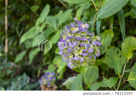 繡球 繡球 79313597