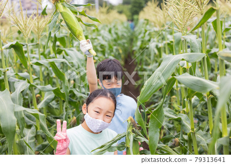 孩子們在玉米地裡幫忙 79313641