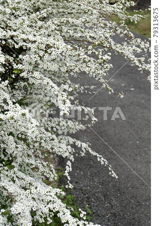 Spring white small spiraea flowers Spring white small spiraea flowers 79313675