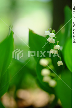美麗的鈴蘭在散景背景下開花 美麗的鈴蘭在散景背景下開花 79313678