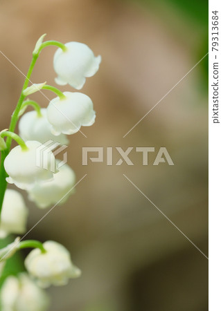 可愛的鈴蘭開花了 可愛的鈴蘭開花了 79313684