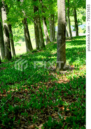 鈴蘭之裡的風景 鈴蘭之裡的風景 79313685