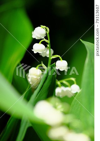 Beautiful lily of the valley flowers blooming in the grass Beautiful lily of the valley flowers blooming in the grass 79313687