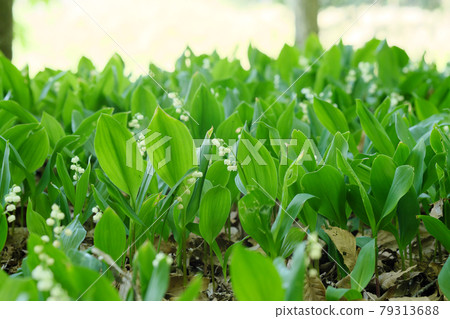 Little cute lily of the valley herd Little cute lily of the valley herd 79313688