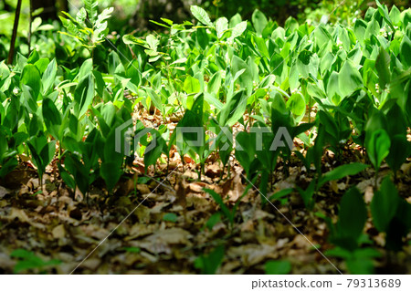 A lot of cute lily of the valley flowers A lot of cute lily of the valley flowers 79313689