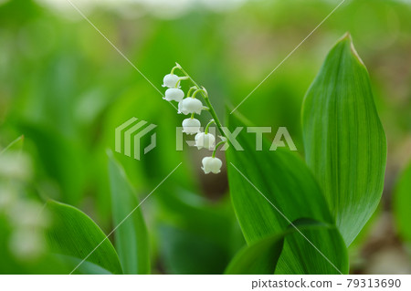可愛的小鈴蘭花景觀 可愛的小鈴蘭花景觀 79313690