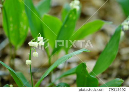 鈴蘭般可愛的鈴蘭花 鈴蘭般可愛的鈴蘭花 79313692