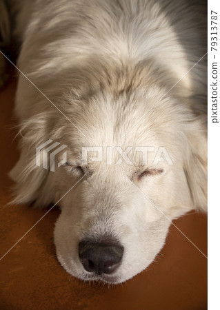 睡大比利牛斯山脈 睡大比利牛斯山脈 79313787