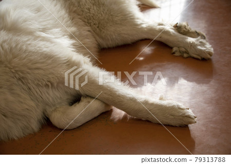 睡覺的狗 睡覺的狗 79313788