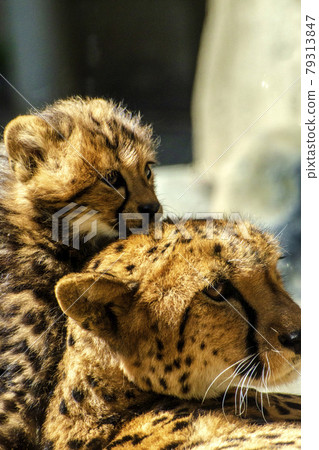 Cheetah mother and cub 2 months old cheetah and mother Cheetah mother and cub 2 months old cheetah and mother 79313847