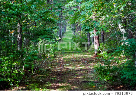 Taneyamagahara 79313973