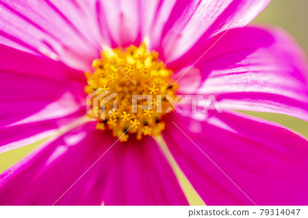 Cosmos Cosmos 79314047