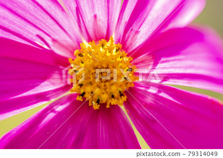 Cosmos Cosmos 79314049