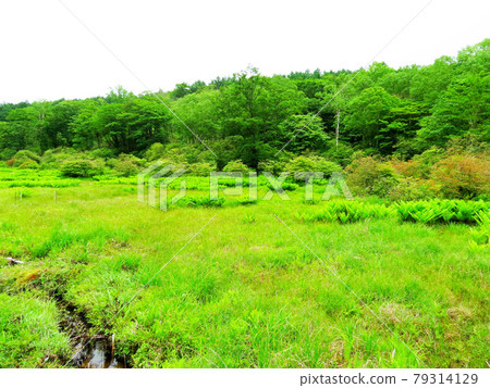井沼 井沼 79314129