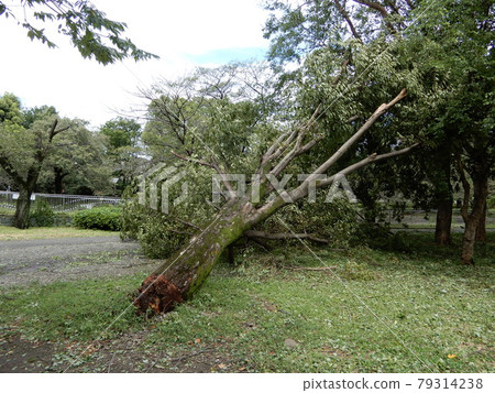 Fallen tree in the park typhoon passed Fallen tree in the park typhoon passed 79314238