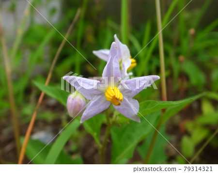華納索比 華納索比 79314321