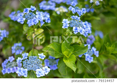 宮城縣仙台市青葉區北山 繡球花 繡球花四福寺 宮城縣仙台市青葉區北山 繡球花 繡球花四福寺 79314457