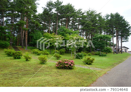 北山崎的自然 79314648