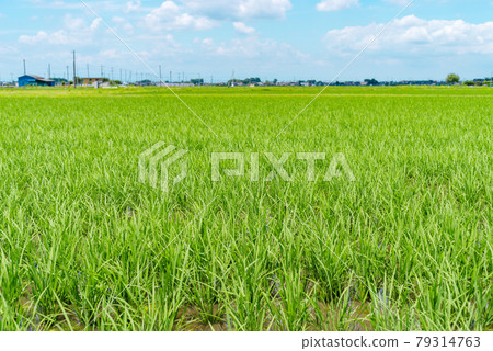 Countryside growing from June to July Background of cumulonimbus clouds Light tone Countryside growing from June to July Background of cumulonimbus clouds Light tone 79314763
