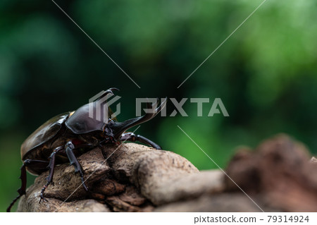 A male rhinoceros beetle clinging to a tree in the forest 79314924