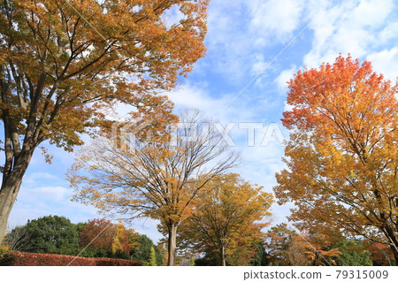 茨城縣筑波市公園的秋葉 茨城縣筑波市公園的秋葉 79315009