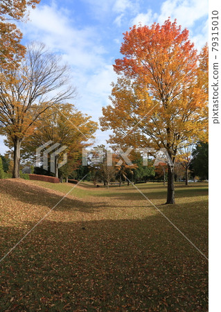 Autumn leaves in a park in Tsukuba City, Ibaraki Prefecture Autumn leaves in a park in Tsukuba City, Ibaraki Prefecture 79315010