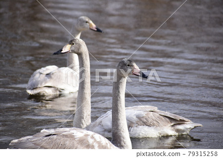 Young swans in the winter river Young swans in the winter river 79315258