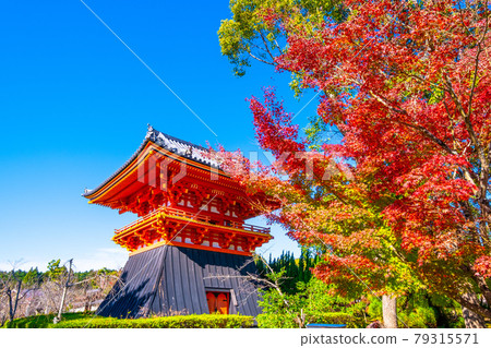 仁和寺的御影堂和紅葉 79315571
