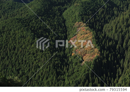 Autumn leaves in the natural forest of Mt. Yamizo 79315594