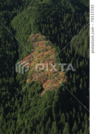 Autumn leaves in the natural forest of Mt. Yamizo 79315595