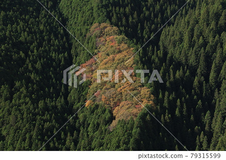 八溝山天然林的紅葉 79315599