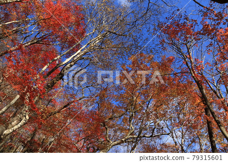 八溝山天然林的紅葉 八溝山天然林的紅葉 79315601