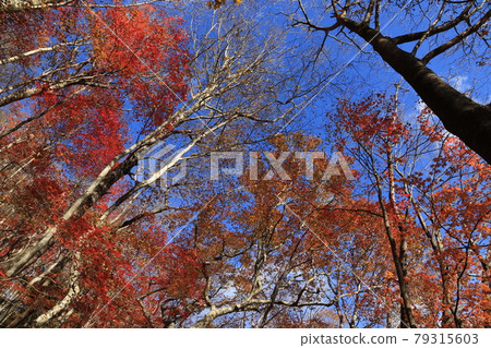 Autumn leaves in the natural forest of Mt. Yamizo 79315603