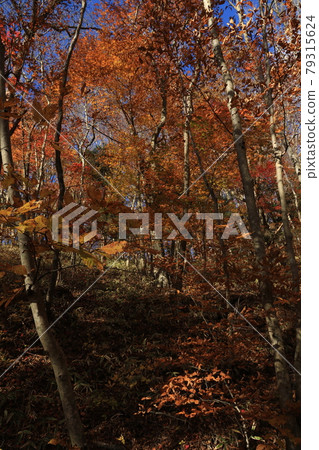 Autumn leaves in the natural forest of Mt. Yamizo 79315624