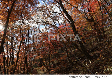 八溝山天然林的紅葉 79315638