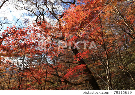 八溝山天然林的紅葉 79315659