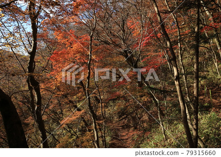 八溝山天然林的紅葉 79315660