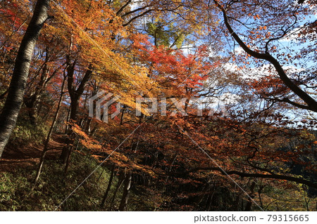 Autumn leaves in the natural forest of Mt. Yamizo 79315665