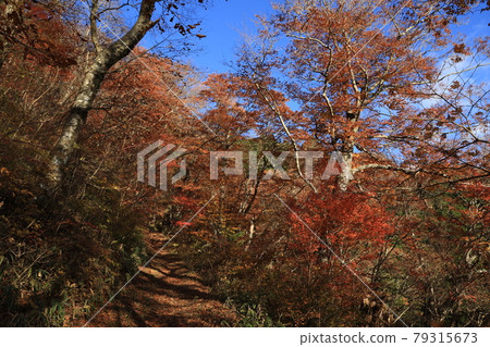 Autumn leaves in the natural forest of Mt. Yamizo 79315673