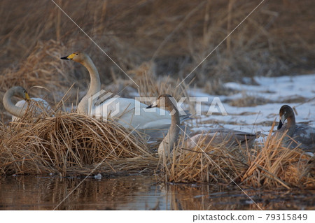 Tundra swan resting its wings at dusk in winter Tundra swan resting its wings at dusk in winter 79315849