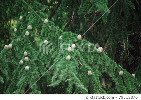 Big pine cone baby pine cone 79315870