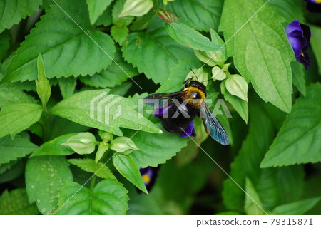 Carpenter bee and Wishbone flower 79315871