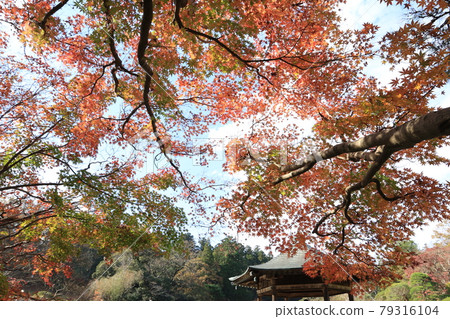 成田山新勝寺和成田山公園的秋葉 成田山新勝寺和成田山公園的秋葉 79316104