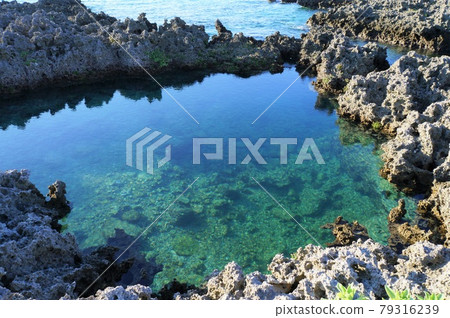 潮池（宮古島） 79316239