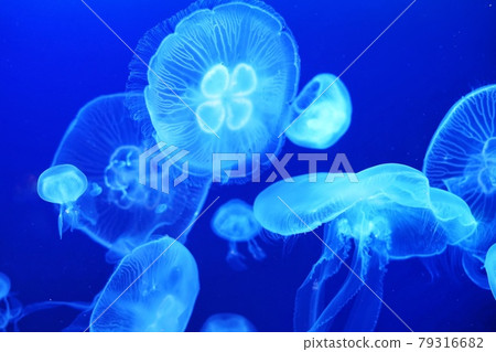 Fantastic image photo of the moon jellyfish at Mariho Aquarium 79316682