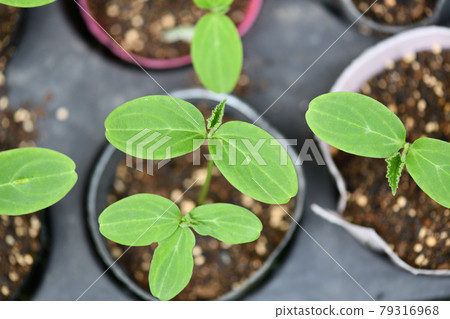 Crawling cucumber seedlings 79316968