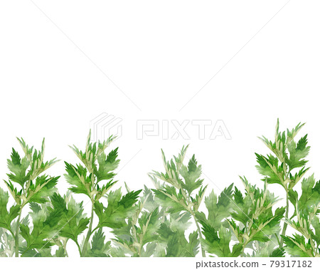 艾草的水彩畫 艾草的水彩畫 79317182